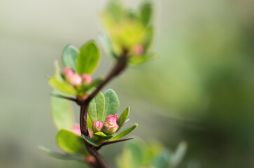 Busch mit rosa Blüten