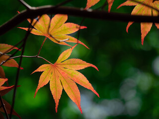 木漏れ日とカエデの若葉　5月