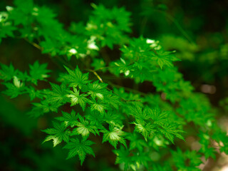 木漏れ日とカエデの若葉　5月