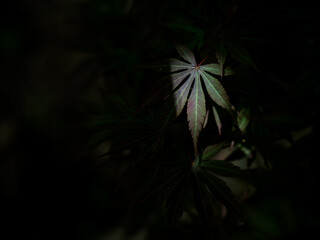 木漏れ日とカエデの若葉　5月