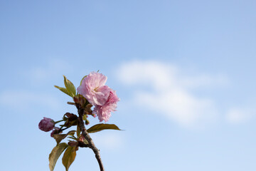 Cherry Blossom Facing Sunset