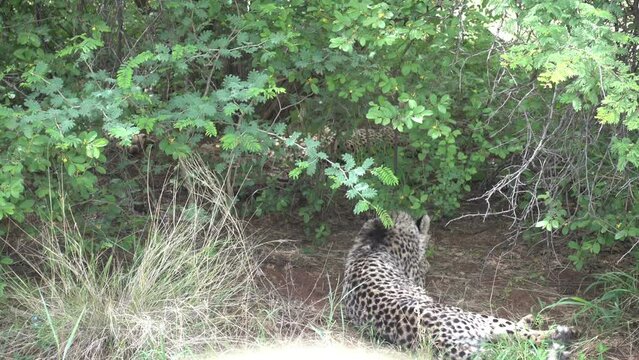 amazing cheetah South Africa, Namibia