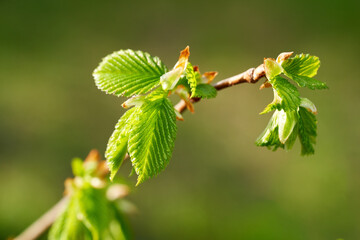 Tree branch with oung leaves in spring, closeup