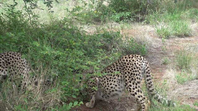 amazing cheetah South Africa, Namibia