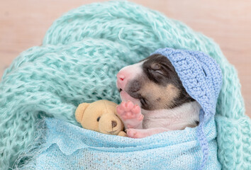 Tiny newborn bull terrier puppy wearing warm hat sleeps under a warm blanket with a toy teddy bear....