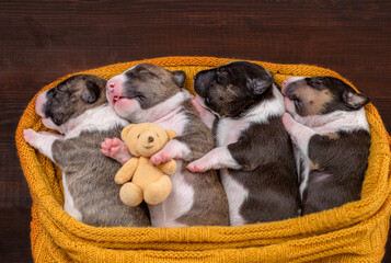 Four tiny newborn Biewer Yorkie  puppies sleep together under a warm plaid with a toy teddy bear. Top down view