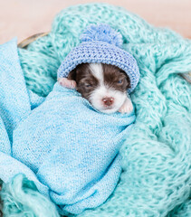 Tiny newborn Biewer Yorkie puppy wrapped like a baby, wearing warm hat sleeps in a basket. Top down view