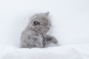 Cozy kitten sleeps under white warm blanket on a bed at home. Top down view