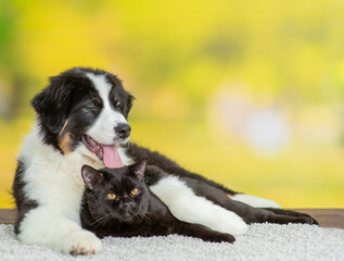 Young Australian shepherd dog hugs black cat at summer park. Empty space for text