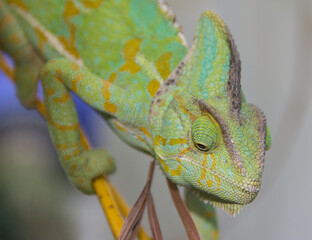Chamäleon klettert auf einen Zweig.