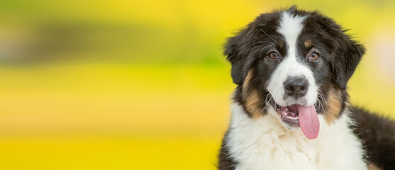 Happy young Australian Shepherd dog with tongue out at summer park. Empty space for text