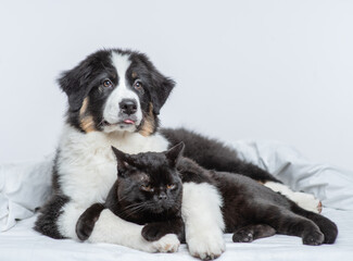 Australian shepherd dog hugging black cat on a bed at home