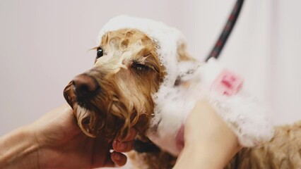 The dog takes a bath with foam.