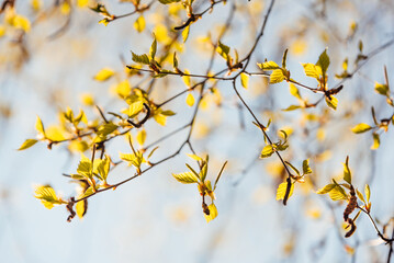 Drzewa, kwiaty, liście © KAMIL