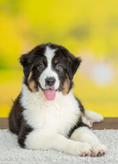 Portrait of a happy young Australian Shepherd dog with tongue out at summer park
