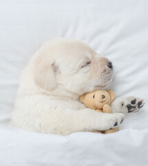 Golden retriever puppy sleeps under white blanket on a bed at home and hugs favorite toy bear before bedtime. Top down view