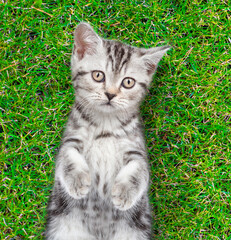 Cute kitten lying on its back on summer green grass. Top down view