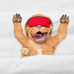 Funny Mastiff puppy wearing sleeping mask sleeps with toy bear under white blanket on a bed at...