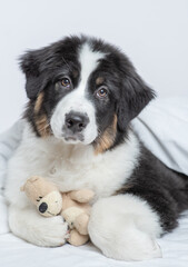 Cute Australian shepherd puppy hugs favorite toy bear on a bed at home