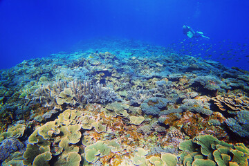 美しき珊瑚礁の中でダイビングを楽しむ