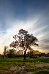 Fototapeta na wymiar Tree blooming in front of bright sunset and breezy clouds