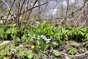 Flowers in the forest. Wildlife and flowers.