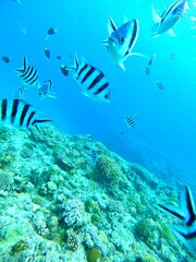 南国のブルーの海で出会った魚たち