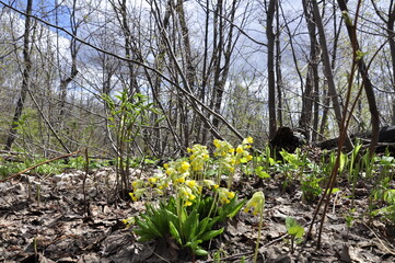 Flowers in the forest. Primrose blossoms in the spring forest. Wildlife and flowers. Primrose.