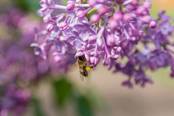 Beautiful lilac flower and bee collecting pollen in the garden on a sunny spring day. Close up, selective focus and copy space