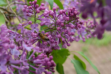 Domestic bee collect pollen on lilac flowers in the garden on a sunny spring day. Close up, selective focus and copy space