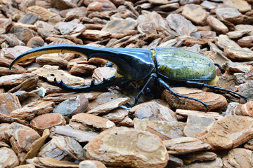 ヘラクレスオオカブト
