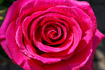Fototapeta na wymiar pink rose with drops. Close-up, macro, natural background.