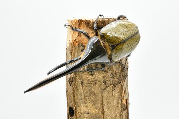 ヘラクレスオオカブト
