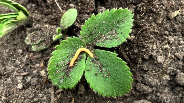 Close up of wireworm who crawls on the leaf