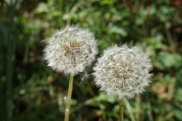 Zwei weiße Pusteblumen auf Wiese im Garten im Frühling 