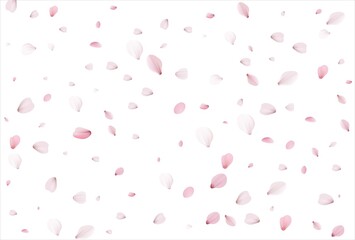 Sakura petals. Cherry petals backdrop