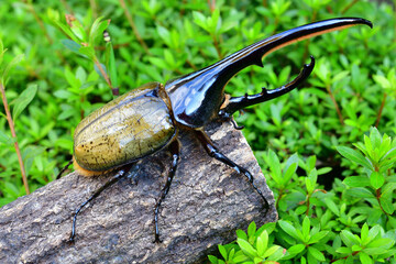 ヘラクレスオオカブト
