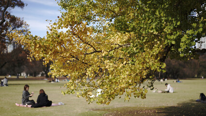 Ginkgo trees in autumn Japan  