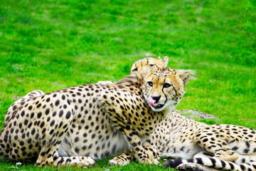 Portrait of a cheetah on a green meadow. Acinonyx jubatus.
