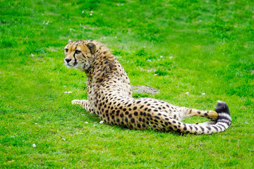 Portrait of a cheetah on a green meadow. Acinonyx jubatus.