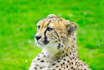 Portrait of a cheetah on a green meadow. Acinonyx jubatus.