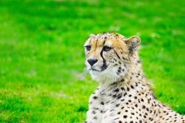 Portrait of a cheetah on a green meadow. Acinonyx jubatus.
