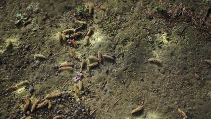 dry leaves on the ground