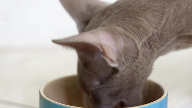 an Oriental cat eats food from a bowl. Siam-Oriental cat breed. cattery. pet products, feed and vitamins. veterinary clinic.