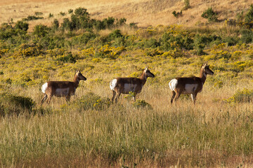 pronghorn antelope does on alert in Yellowstone National Park.