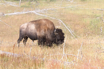 american bison in park national park