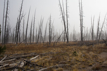 Fototapeta premium a burned out forest in Yellowstone National Park.