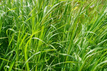 Fototapeta premium Hohes grünes Gras bei Sonne im Frühling 