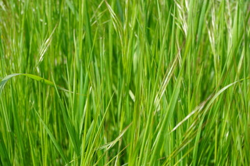 Fototapeta na wymiar Hohes grünes Gras bei Sonne im Frühling 