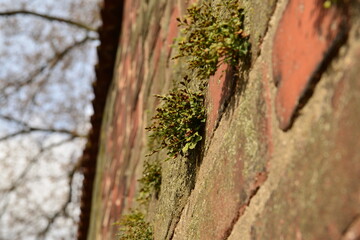 Stadtmauer - Old - Natur